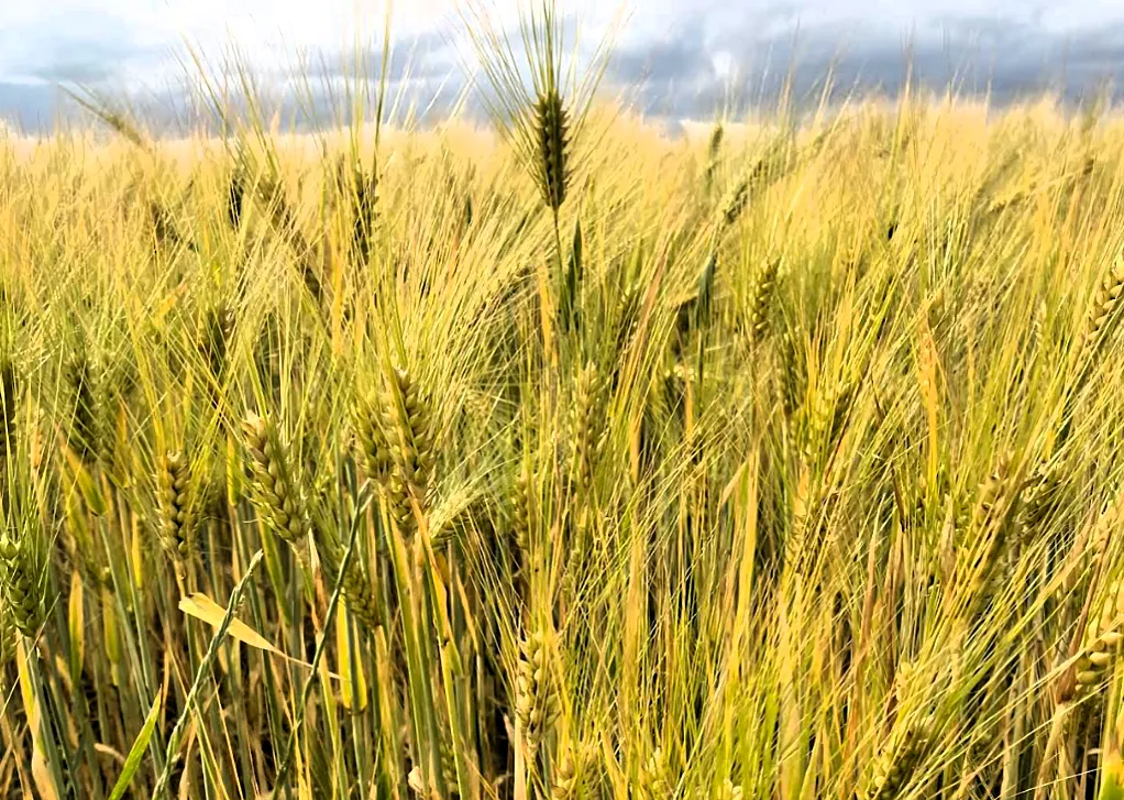 Kornfeld mit leicht bewölktem Himmel