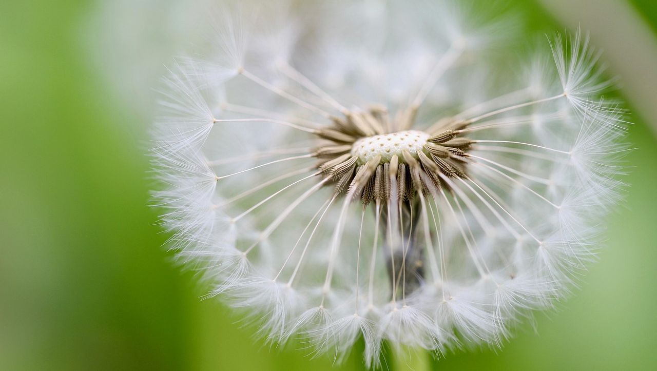 Nahaufnahme eines Pusteblumenkopfs mit weißen Samenfäden vor grünem Hintergrund